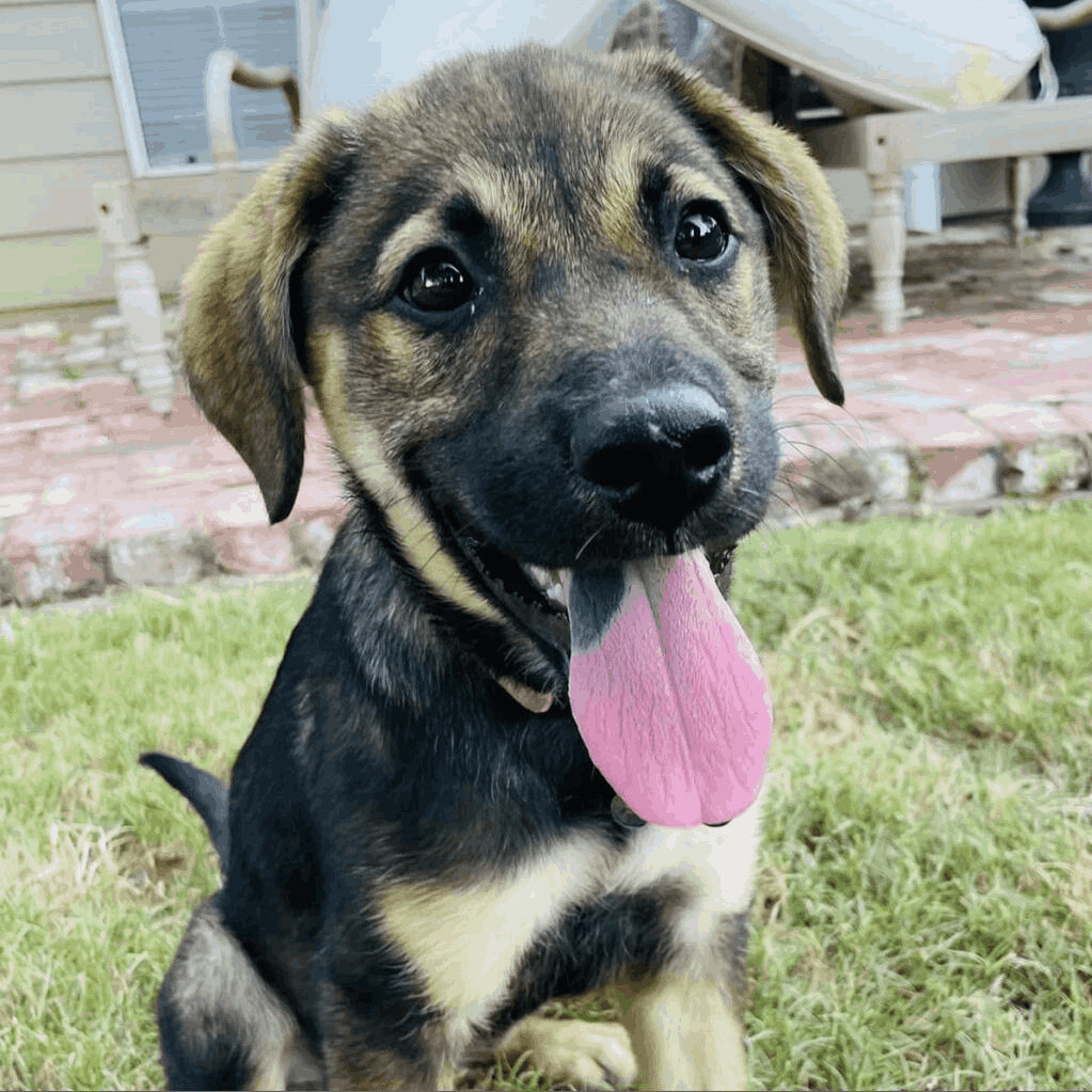 Lilly, an adoptable Labrador Retriever, Shepherd in Helena, AL, 35080 | Photo Image 2