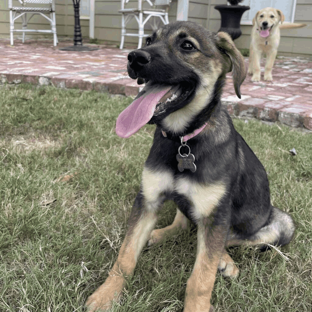 Lilly, an adoptable Labrador Retriever, Shepherd in Helena, AL, 35080 | Photo Image 4