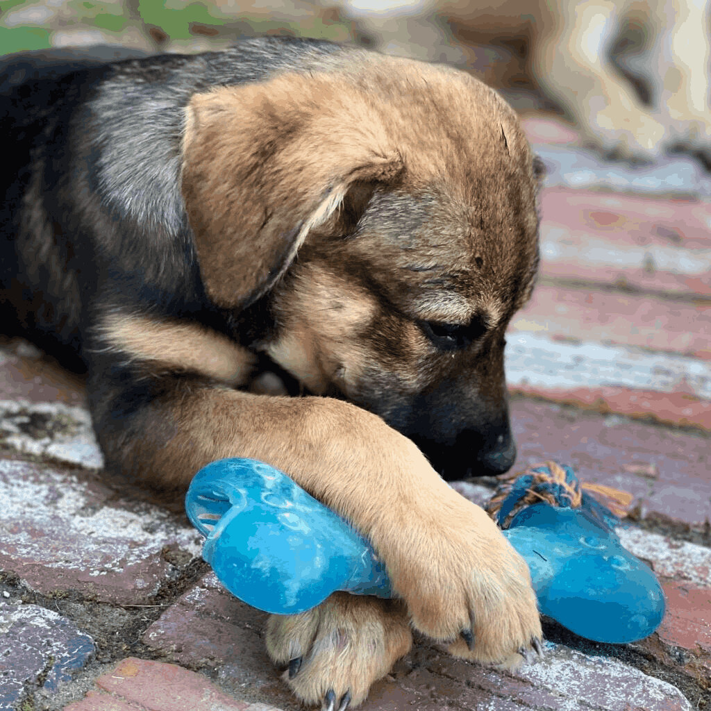 Lilly, an adoptable Labrador Retriever, Shepherd in Helena, AL, 35080 | Photo Image 6