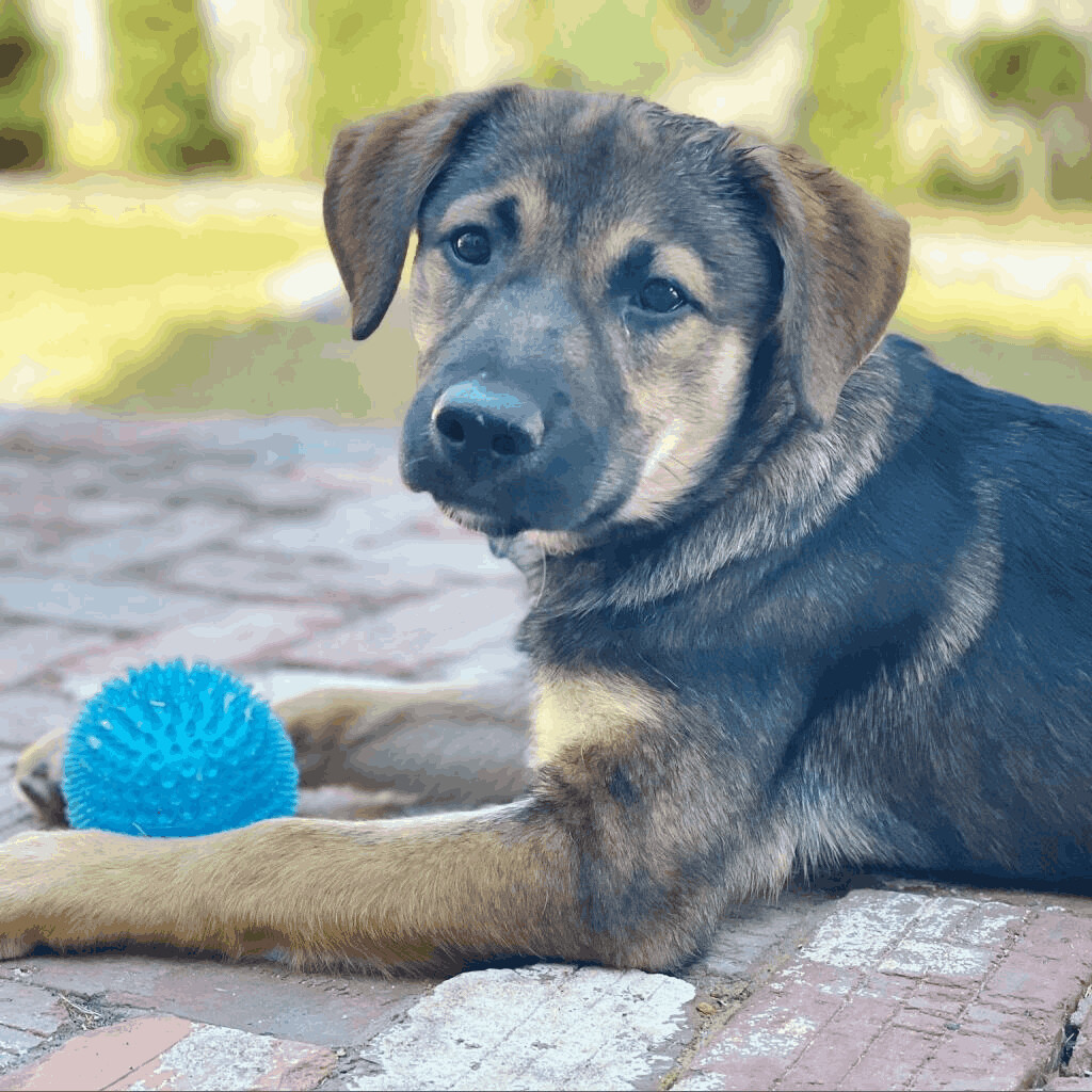 Lilly, an adoptable Labrador Retriever, Shepherd in Helena, AL, 35080 | Photo Image 8