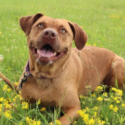Nayla, an adoptable Mixed Breed in East Smithfield, PA_image-4