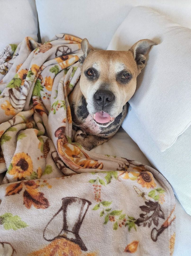 Dog for adoption Vala, a Mixed Breed in Raeford, NC Petfinder