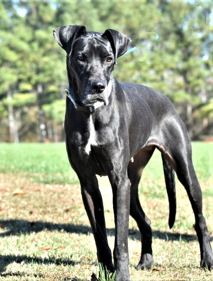 are there any dogs that look like great danes but smaller