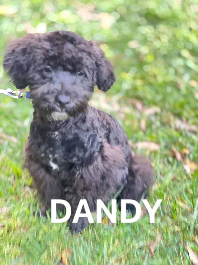 Dandy ~~~ updated info in bio