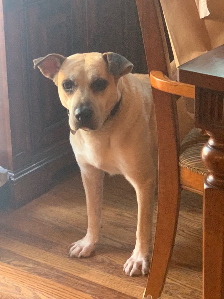 Baylee, an adoptable Carolina Dog Mix in Medford, NY_image-4
