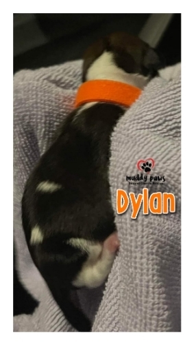 Halloween Litter: Dylan-No Longer Accepting Applications