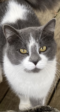 Libby, an adoptable Domestic Short Hair in Sistersville, WV, 26175 | Photo Image 1