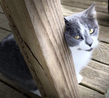 Libby, an adoptable Domestic Short Hair in Sistersville, WV, 26175 | Photo Image 2