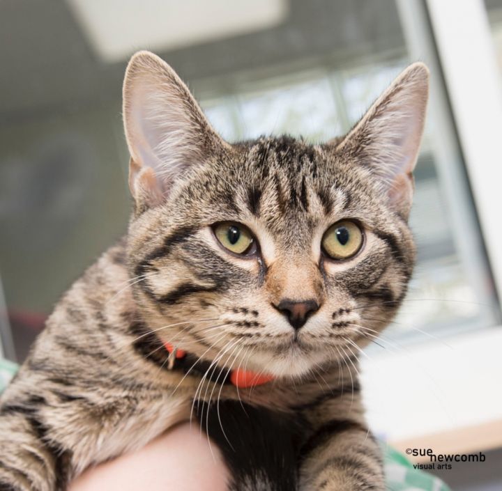 Bambi, an adoptable Domestic Short Hair in Shorewood, IL_image-3