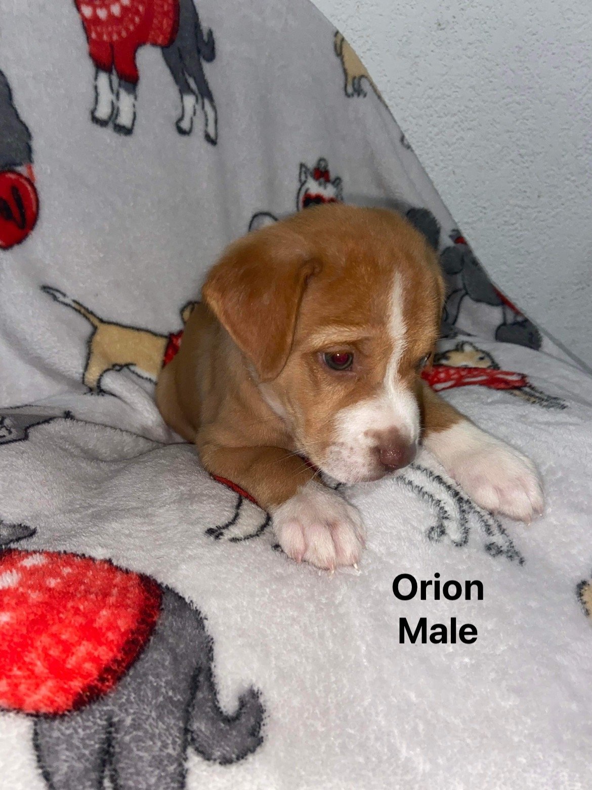 Orion