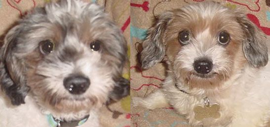 Moose 5455 and LuLu 5456, an adoptable Schnoodle in La Habra, CA_image-1