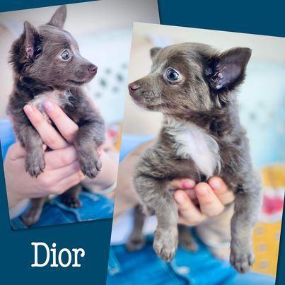 Dior, an adopted Chihuahua Mix in Glendora, CA_image-2
