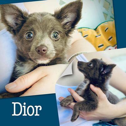 Dior, an adopted Chihuahua Mix in Glendora, CA_image-3