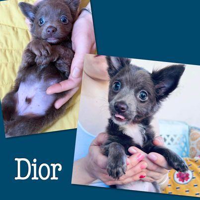 Dior, an adopted Chihuahua Mix in Glendora, CA_image-4
