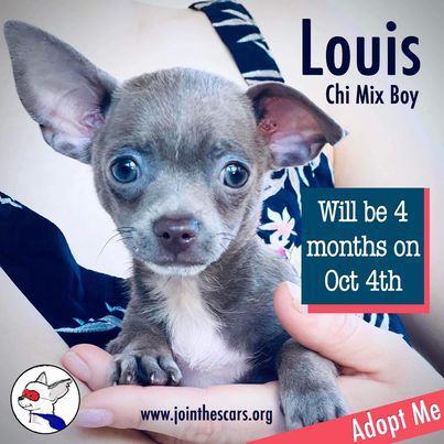 Louis, an adoptable Chihuahua Mix in Glendora, CA_image-1