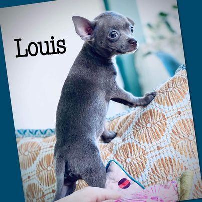 Louis 2
