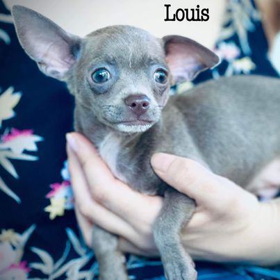 Louis 5