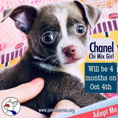 Chanel, an adopted Chihuahua Mix in Glendora, CA_image-1