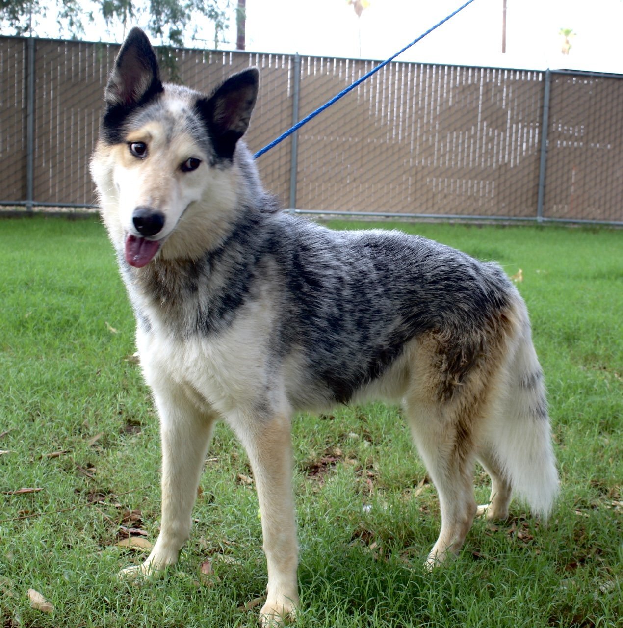 Trey, an adoptable Husky in El Centro, CA, 92243 | Photo Image 1