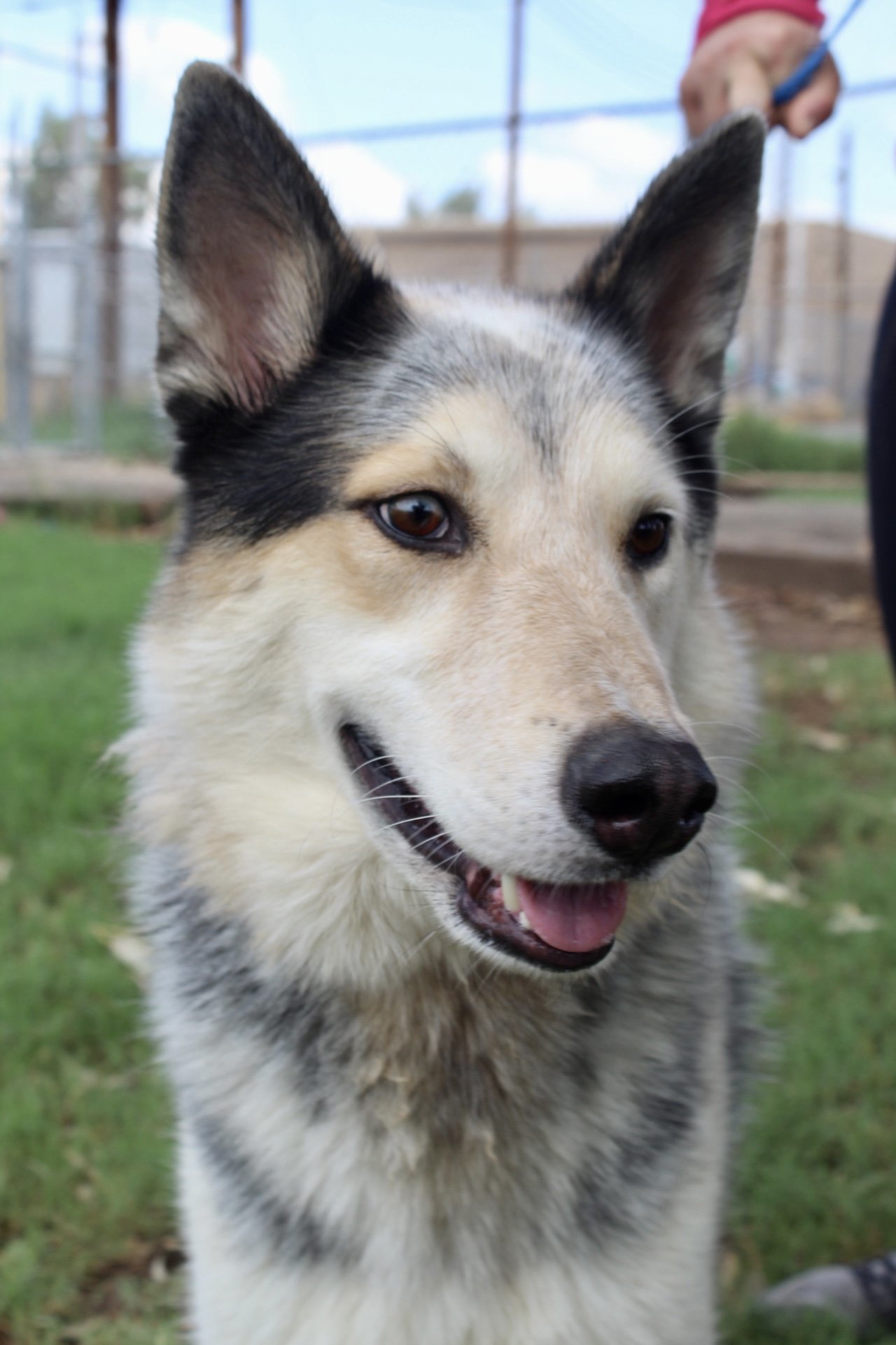 Trey, an adoptable Husky in El Centro, CA, 92243 | Photo Image 2