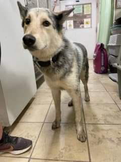 Trey, an adoptable Husky in El Centro, CA, 92243 | Photo Image 3