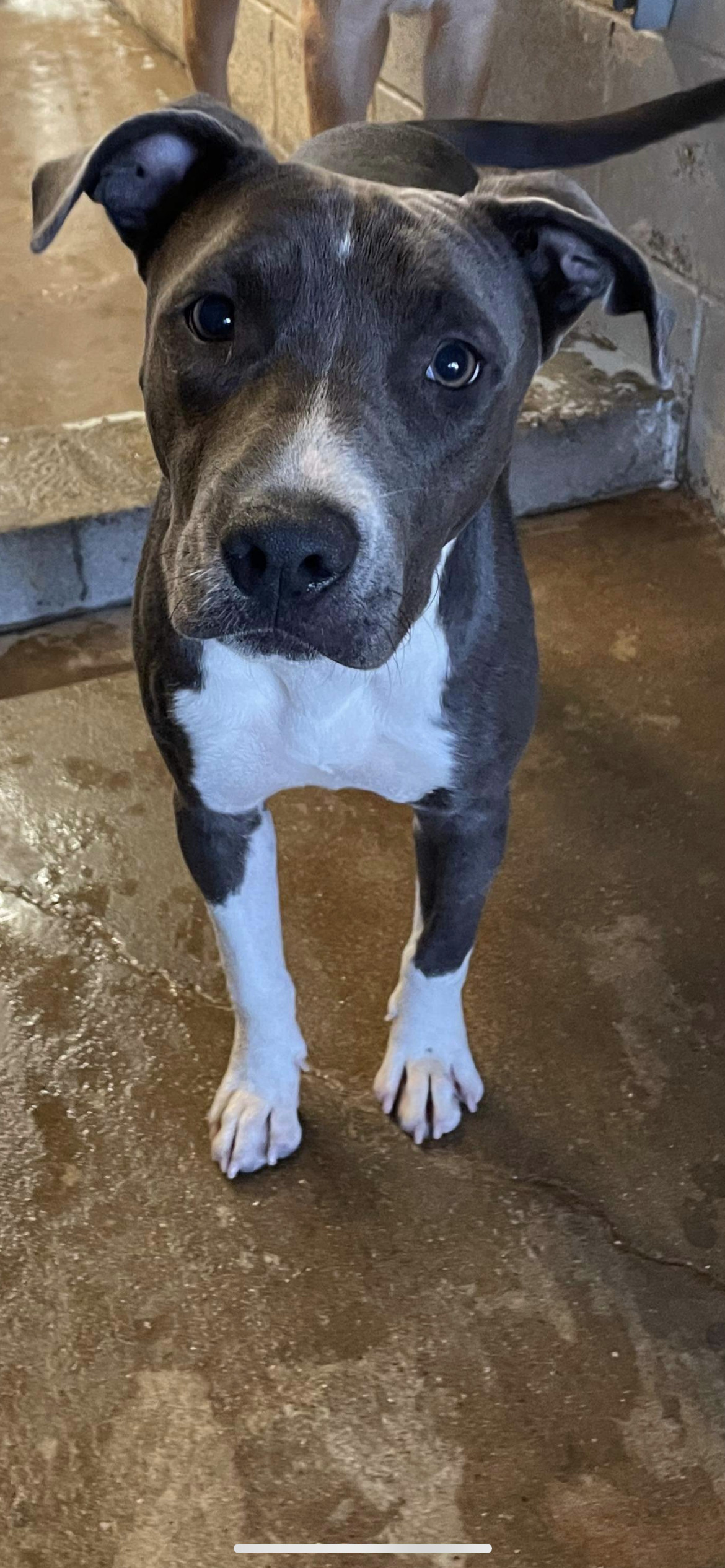 Rosita, an adoptable Pit Bull Terrier in El Centro, CA, 92243 | Photo Image 1