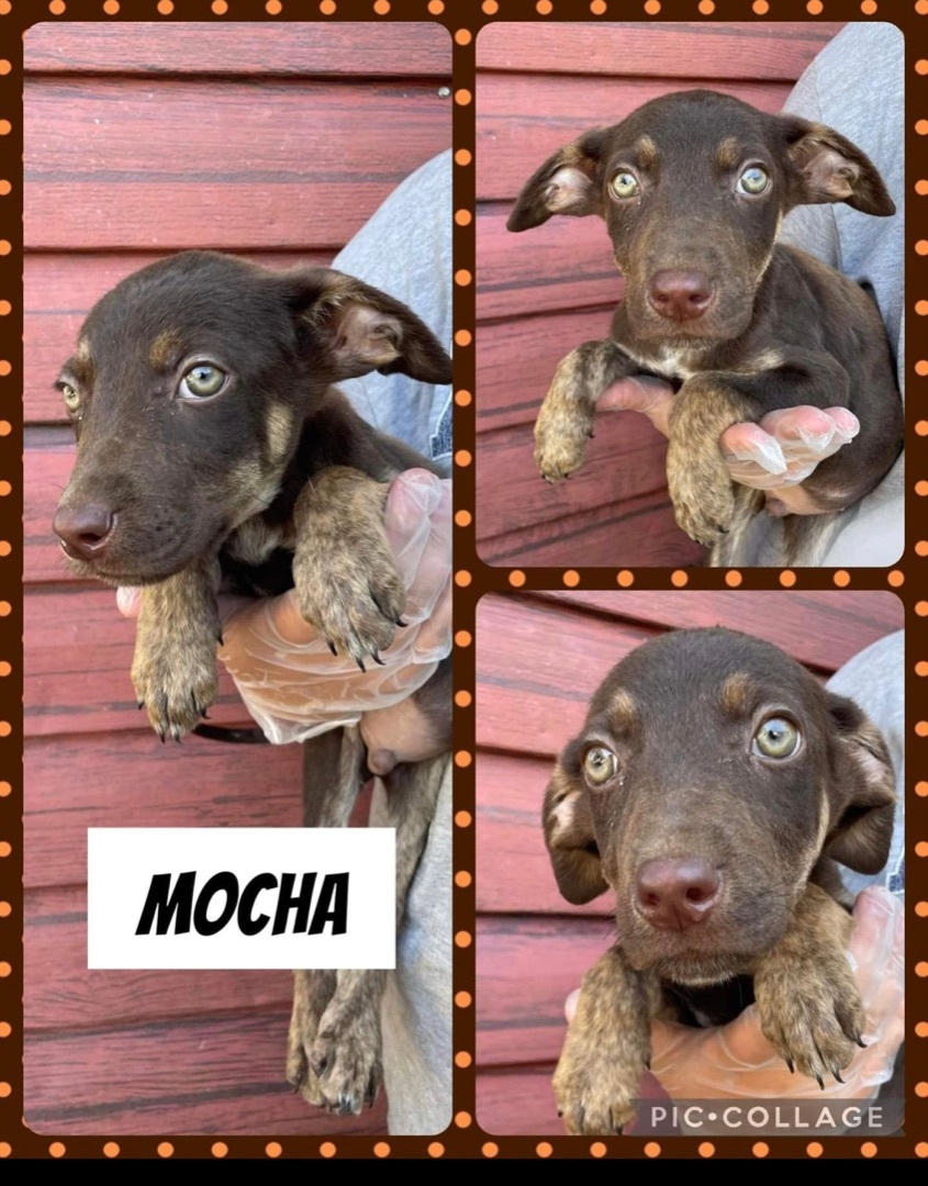 ?? Mocha