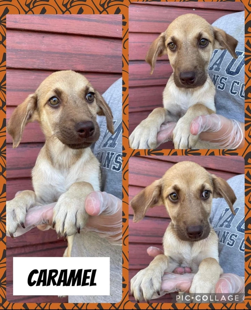 Caramel