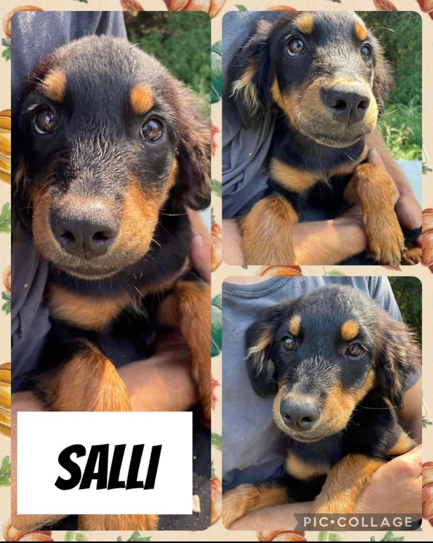 Salli