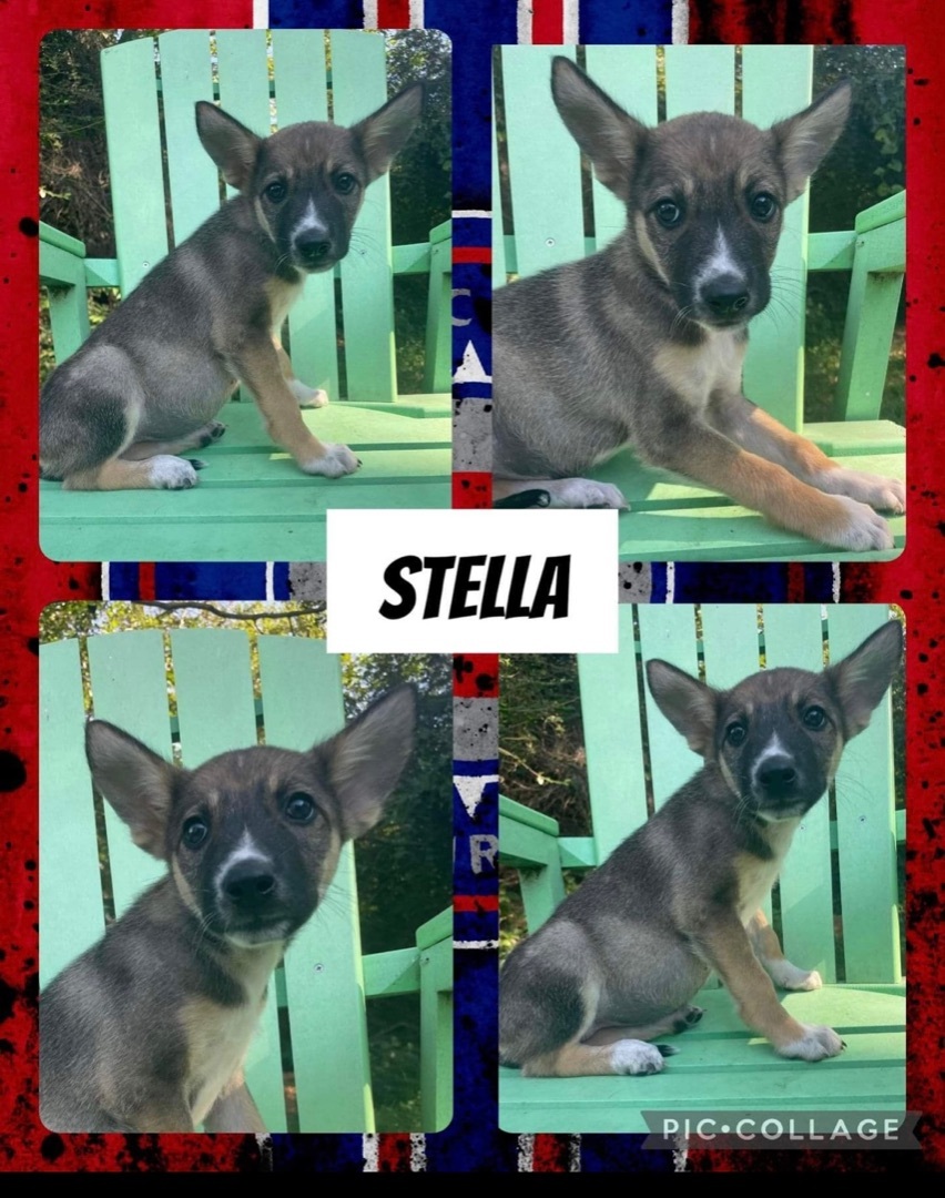 Stella