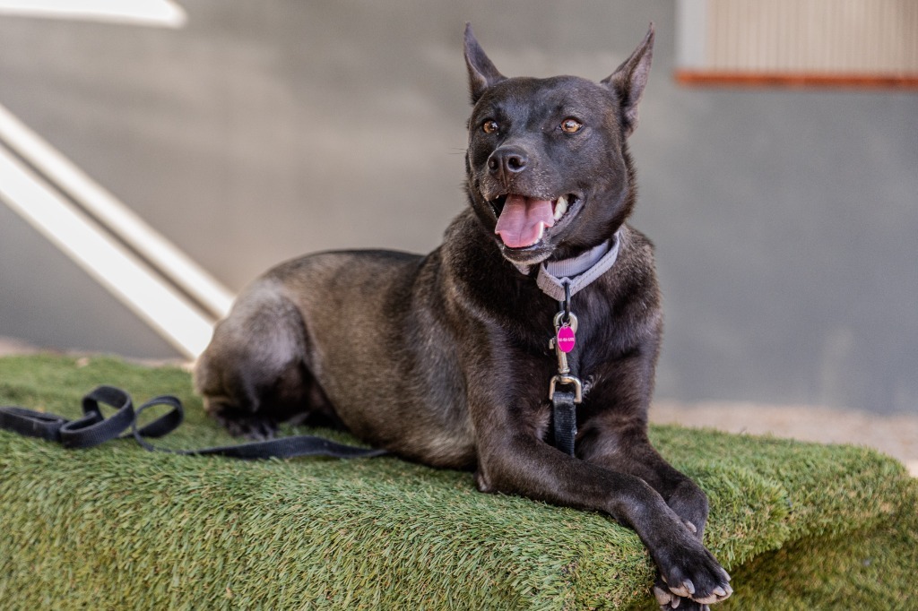 Tassa, an adoptable Australian Kelpie, Belgian Shepherd / Sheepdog in Anacortes, WA, 98221 | Photo Image 1