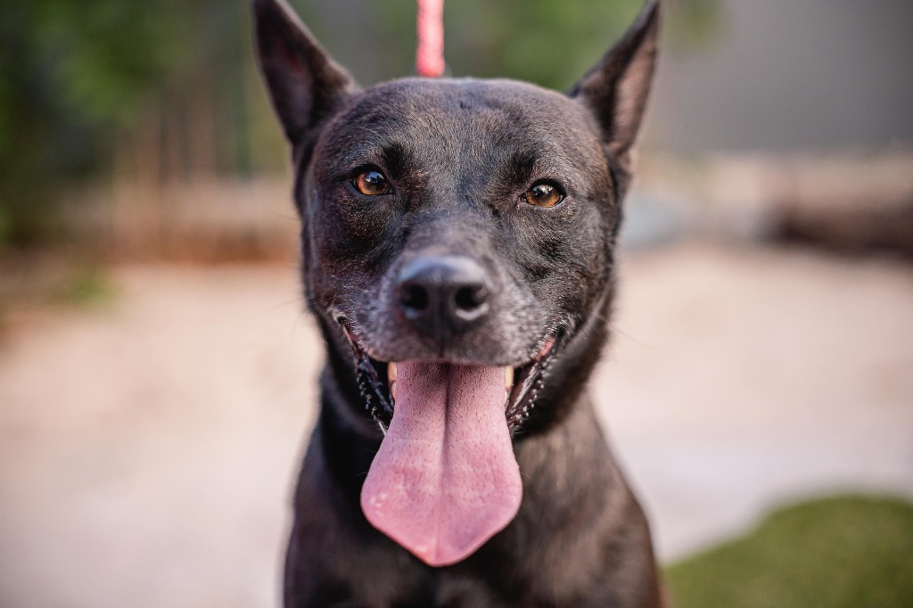 Tassa, an adoptable Belgian Shepherd / Malinois, German Shepherd Dog in Anacortes, WA, 98221 | Photo Image 1