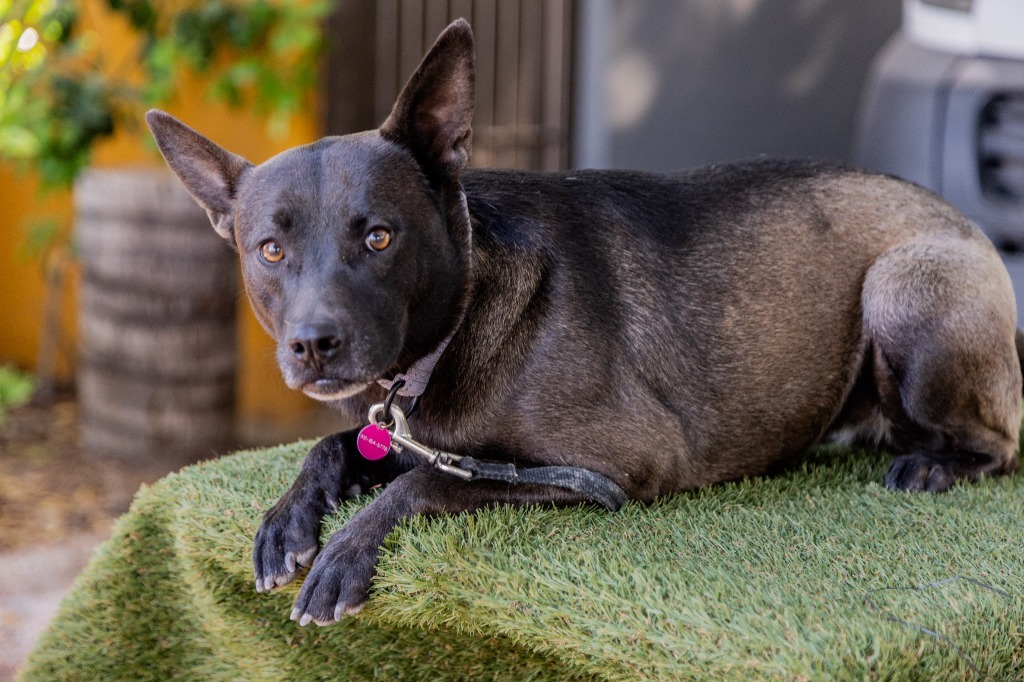 Tassa, an adoptable Australian Kelpie, Belgian Shepherd / Sheepdog in Anacortes, WA, 98221 | Photo Image 2