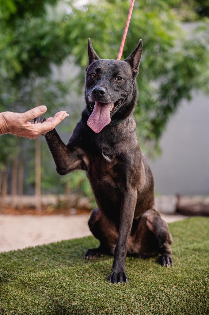 Tassa, an adoptable Belgian Shepherd / Malinois, German Shepherd Dog in Anacortes, WA, 98221 | Photo Image 2