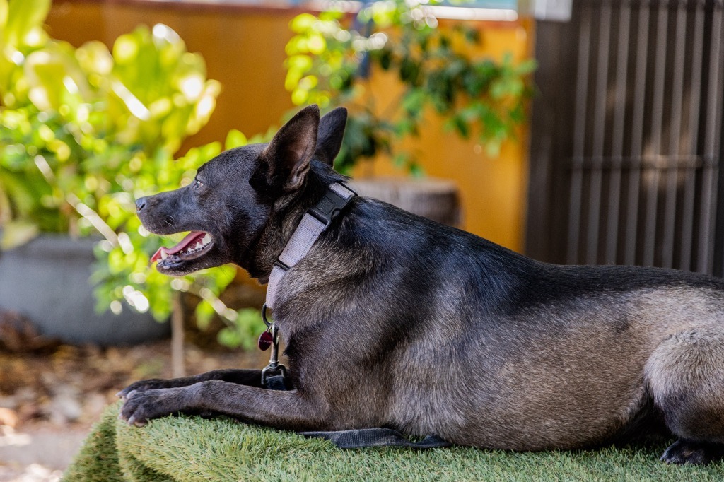 Tassa, an adoptable Australian Kelpie, Belgian Shepherd / Sheepdog in Anacortes, WA, 98221 | Photo Image 3