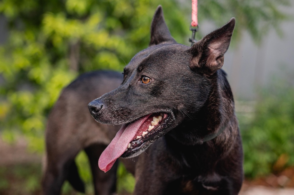Tassa, an adoptable Belgian Shepherd / Malinois, German Shepherd Dog in Anacortes, WA, 98221 | Photo Image 3