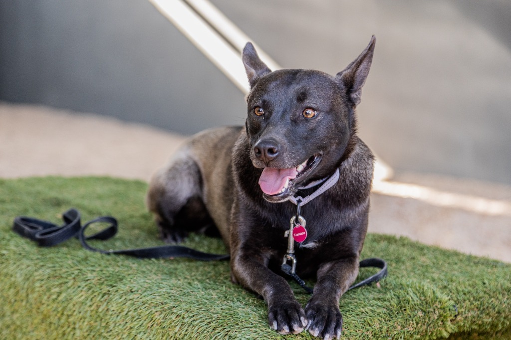 Tassa, an adoptable Australian Kelpie, Belgian Shepherd / Sheepdog in Anacortes, WA, 98221 | Photo Image 4