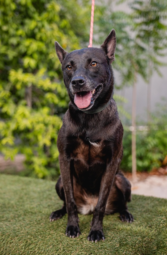 Tassa, an adoptable Belgian Shepherd / Malinois, German Shepherd Dog in Anacortes, WA, 98221 | Photo Image 4
