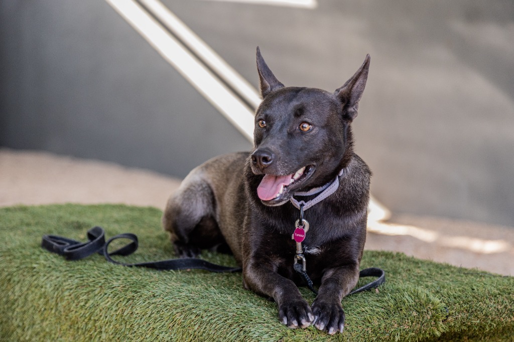 Tassa, an adoptable Australian Kelpie, Belgian Shepherd / Sheepdog in Anacortes, WA, 98221 | Photo Image 5