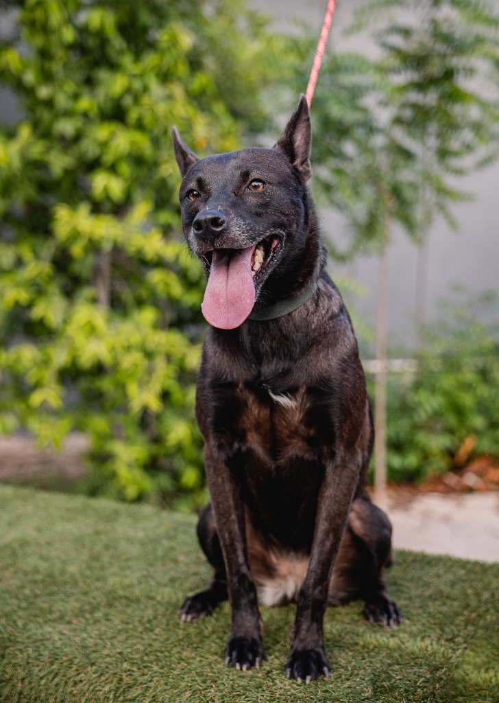 Tassa, an adoptable Belgian Shepherd / Malinois, German Shepherd Dog in Anacortes, WA, 98221 | Photo Image 5