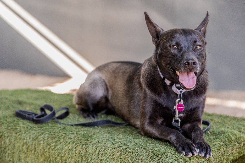 Tassa, an adoptable Australian Kelpie, Belgian Shepherd / Sheepdog in Anacortes, WA, 98221 | Photo Image 6