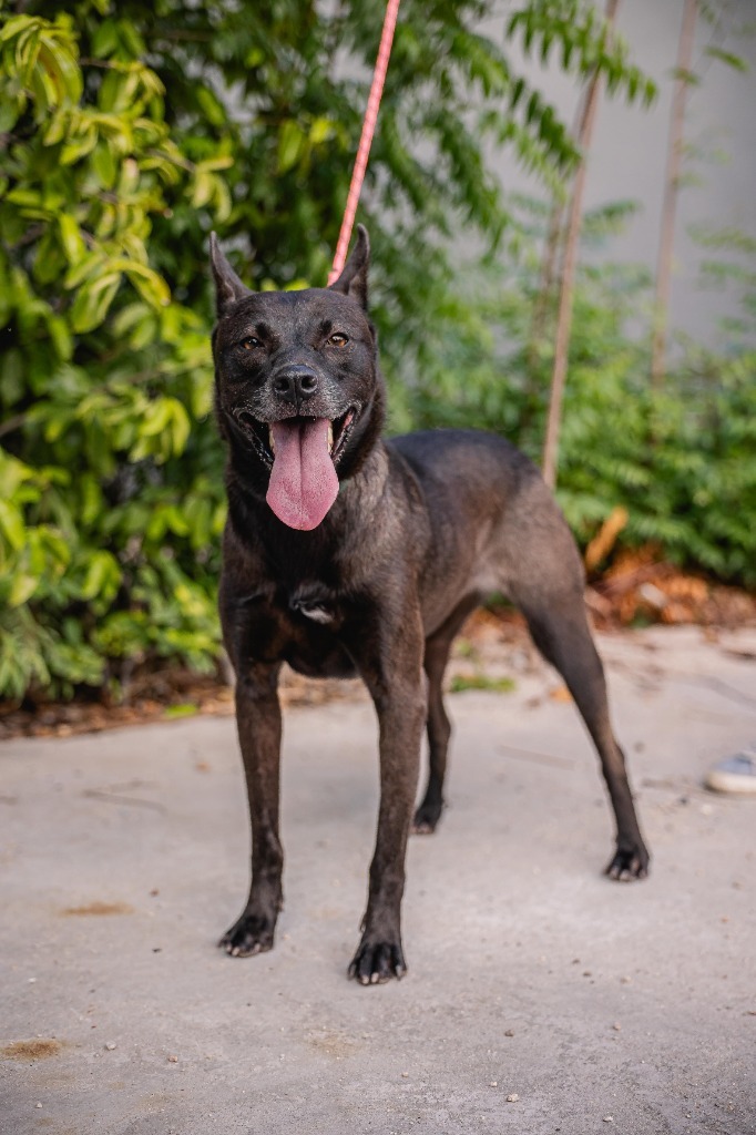 Tassa, an adoptable Belgian Shepherd / Malinois, German Shepherd Dog in Anacortes, WA, 98221 | Photo Image 6