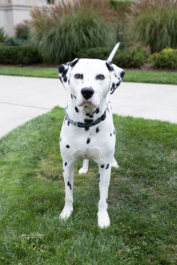 how much do dalmatians weigh