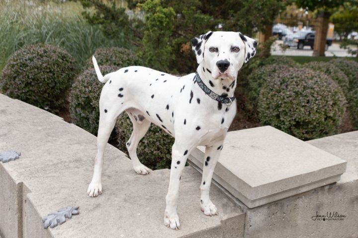 how much do dalmatians weigh