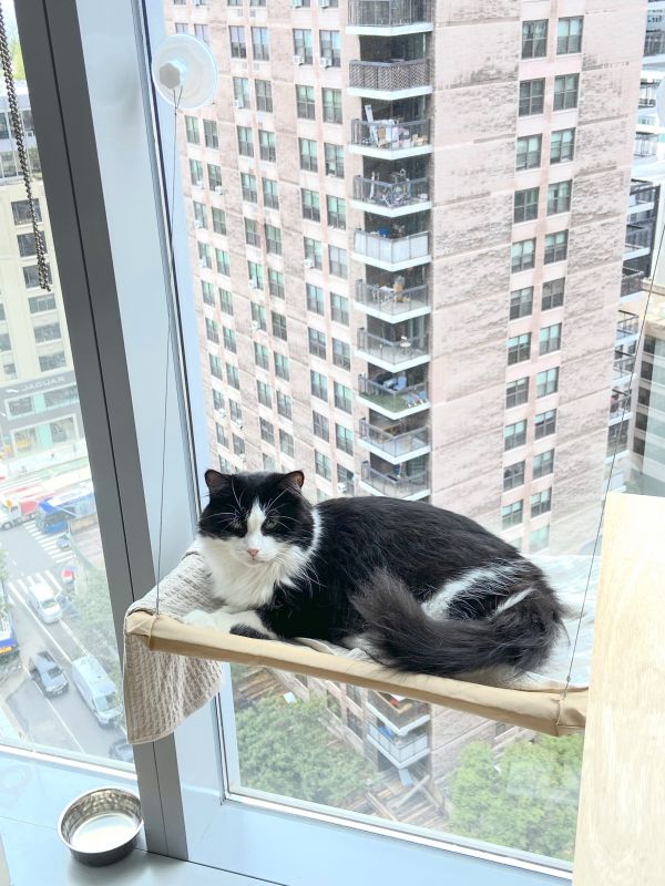 singapura cat for sale nyc