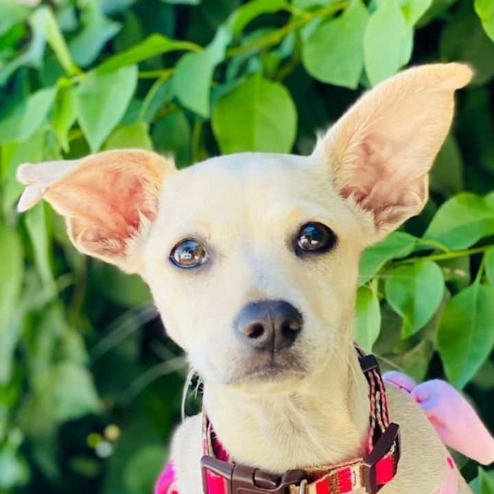 NINA, an adopted Chihuahua in Rowland Heights, CA_image-1