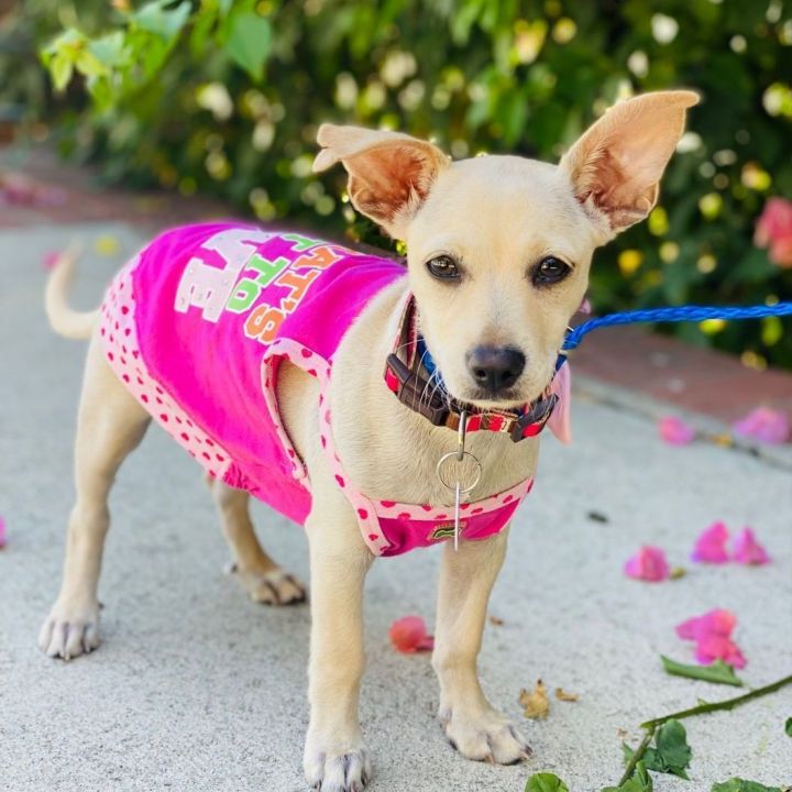 NINA, an adopted Chihuahua in Rowland Heights, CA_image-3