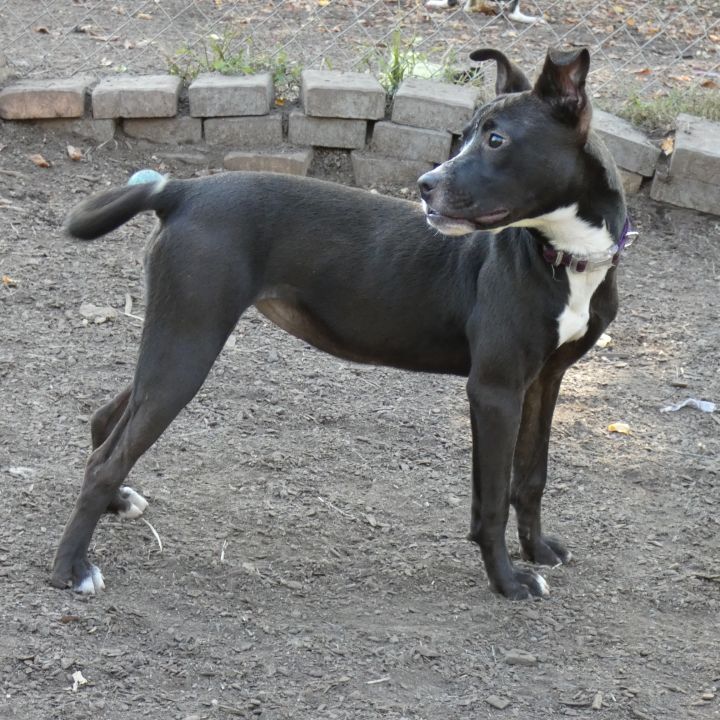 Lindy, an adoptable Terrier & Boston Terrier Mix in Bloomingdale, NJ_image-3