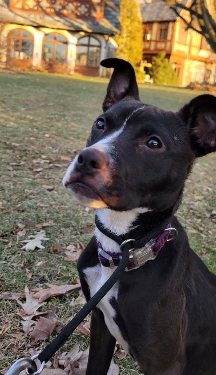 Lindy, an adoptable Terrier & Boston Terrier Mix in Bloomingdale, NJ_image-4