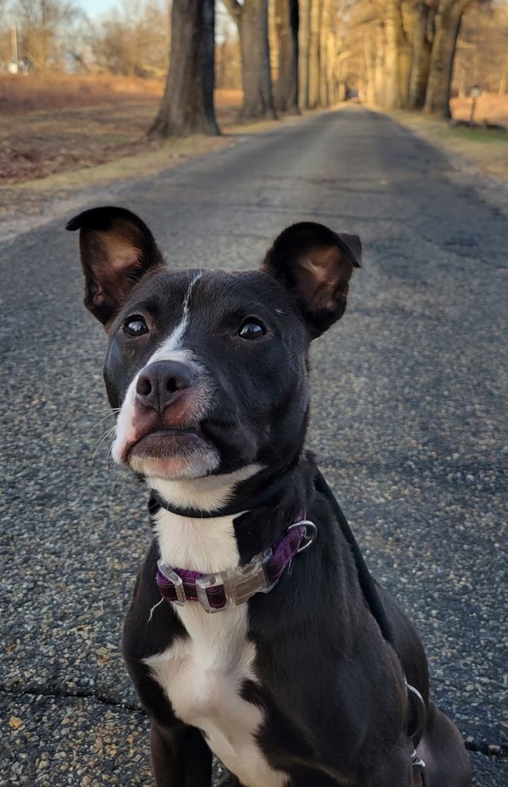 Lindy, an adoptable Terrier & Boston Terrier Mix in Bloomingdale, NJ_image-6